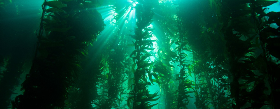 Foresta sottomarina di alghe Kelp