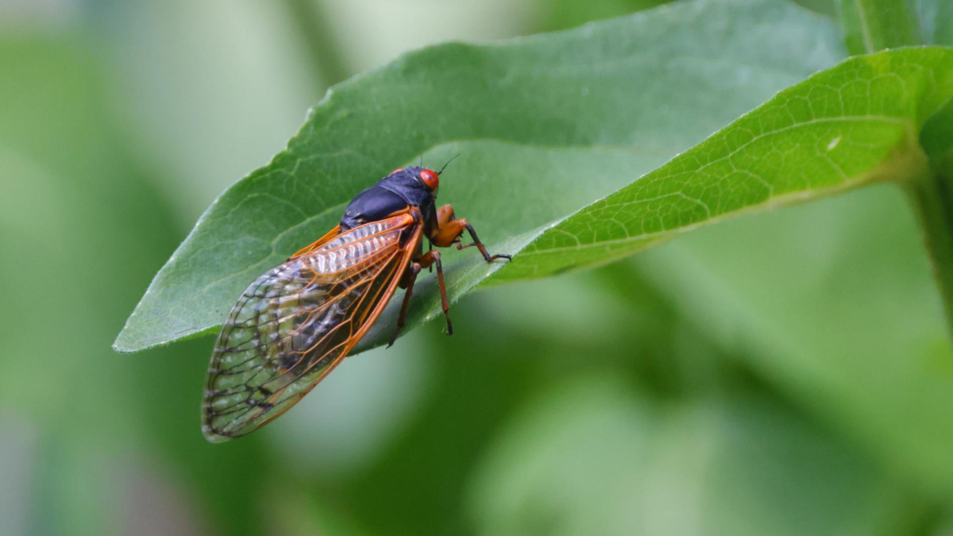 cicala poggiata su foglia albero