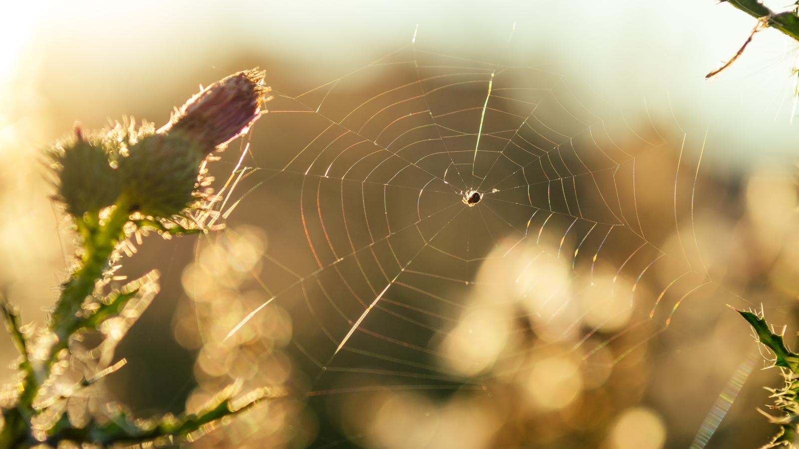 Tela di ragno tra la vegetazione