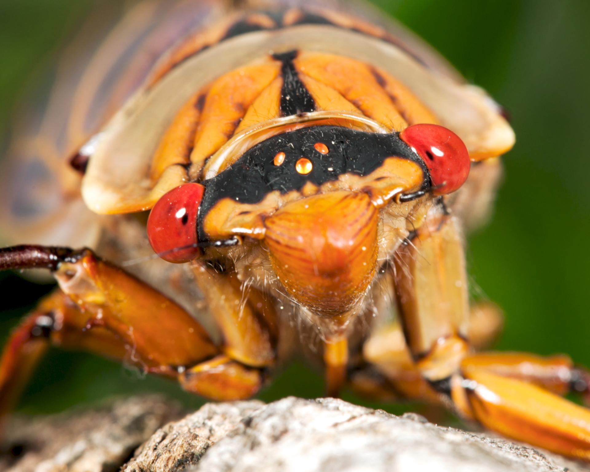 cicala poggiata su foglia albero