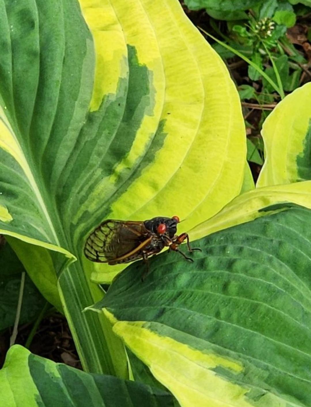 cicala periodica poggiata su foglia